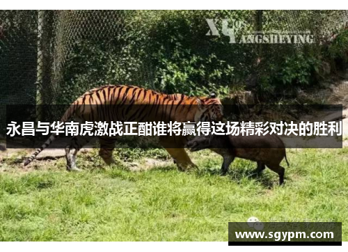 永昌与华南虎激战正酣谁将赢得这场精彩对决的胜利